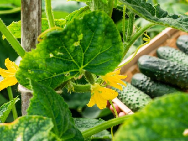 Mga katangian ng iba't ibang Siberian garland cucumber variety