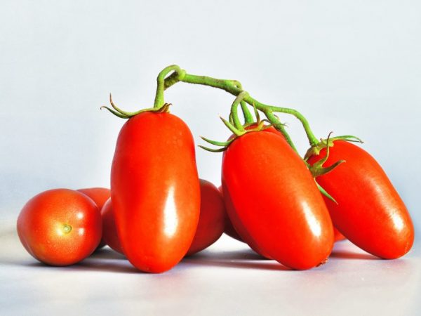 Description and characteristics of the Siberian Troika tomato variety