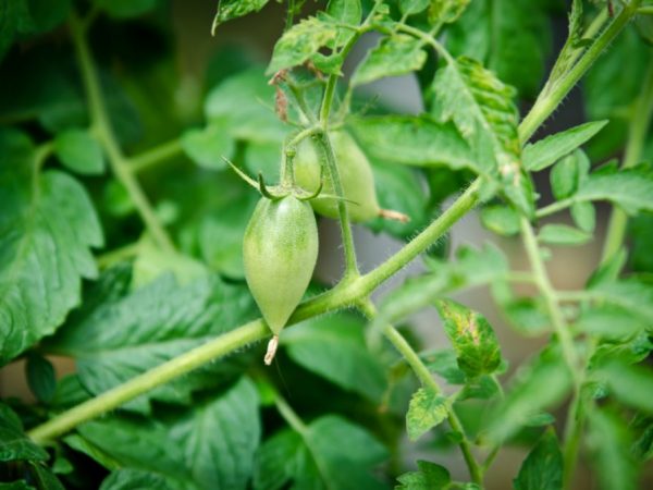 Caring for tomatoes will not cause you any difficulties