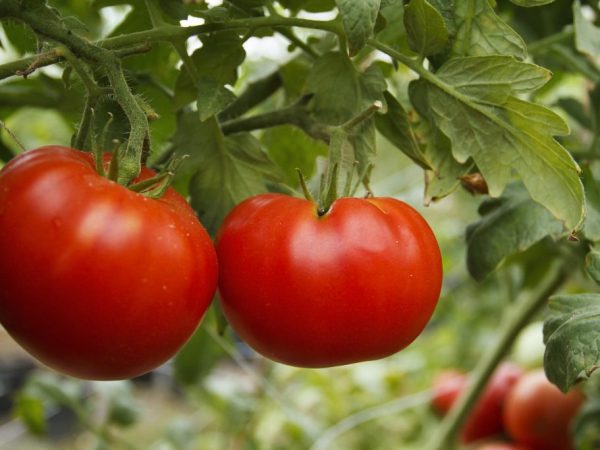 Paglalarawan ng kamangha-manghang kamatis ng Siberian