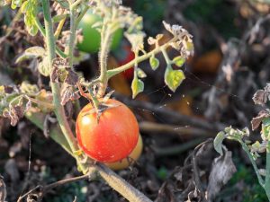 Si les feuilles des plants de tomates sèchent