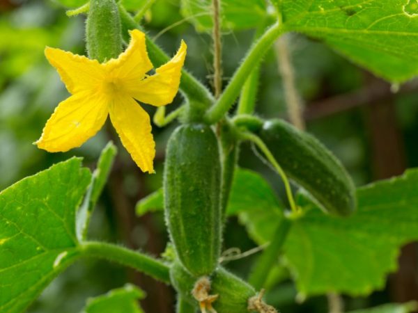 Lorsqu'ils sont cultivés dans des semis, les fruits apparaîtront plus rapidement