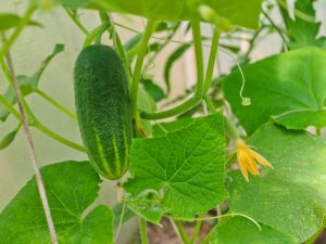 Mga sikat na pagkakaiba-iba ng mga pipino para sa balkonahe