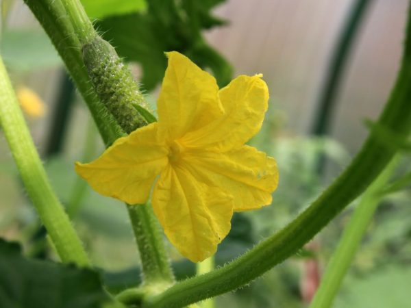 La plante est très facile à entretenir