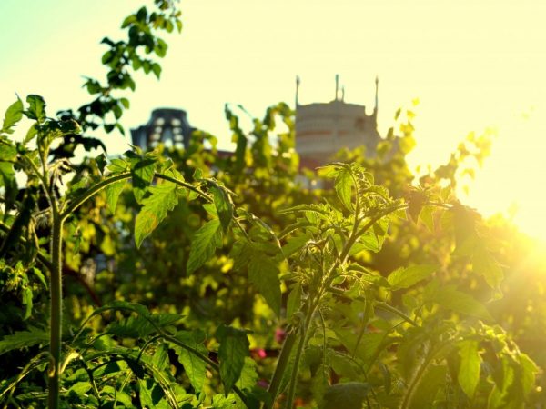 Paglalarawan ng Sprut Tomates