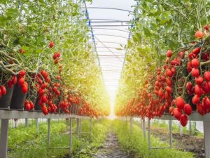 Caractéristiques des variétés de tomates Sprut Cream