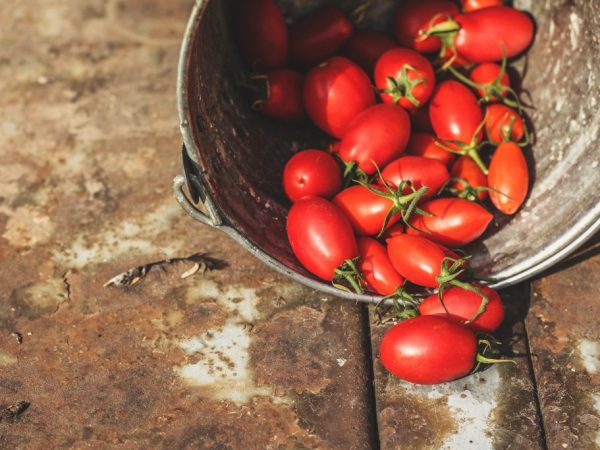 Paglalarawan ng Stolypin tomato