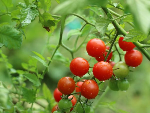 Mga katangian at paglalarawan ng Sweet Cherry tomato