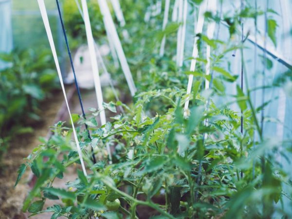 Sa isang pinainit na greenhouse, ang mga punla ay maaaring itanim kahit kailan mo gusto.