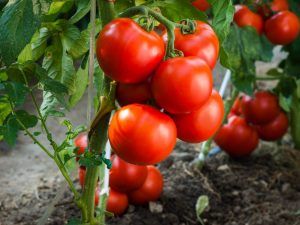 Paglalarawan ng tomato Tanya