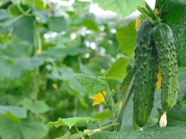 Lumalaking temperatura ng pipino