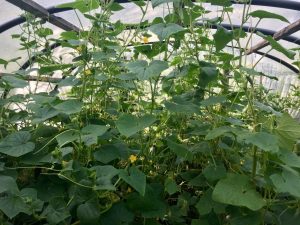 Temperatura ng pipino greenhouse