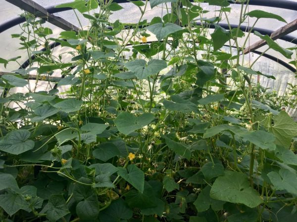 Temperatura ng cucumber greenhouse