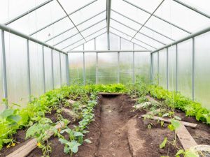 Polycarbonate greenhouse para sa mga pipino