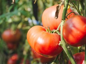 Caractéristiques des tomates Titan