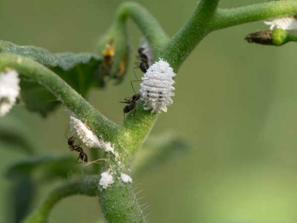 Pagkontrol sa Aphid sa mga kamatis