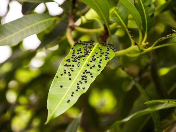 Ang ilang mga insekto ay kumakain ng mga aphid