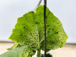 Nakikipaglaban sa mga aphid sa bahay