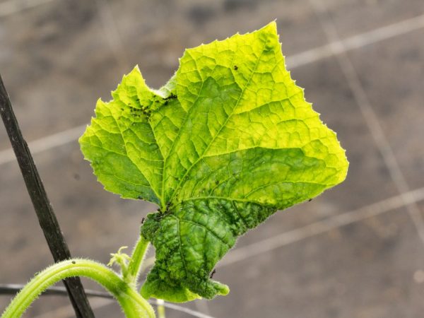 Débarrassez-vous des fourmis dans la région