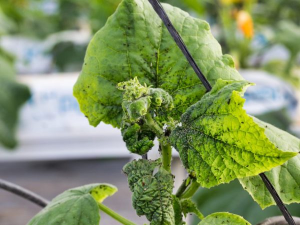 Nakikipaglaban sa mga aphid sa mga pipino sa isang greenhouse