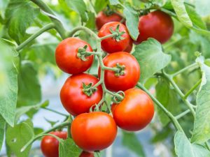 Caractéristiques de la tomate Tolstoï