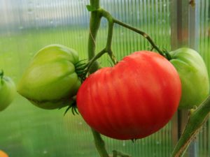 Caractéristiques d'une variété de tomate Tolstye Chechki