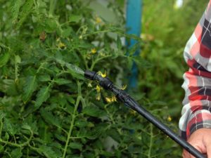 Trichopolum pour la transformation des tomates