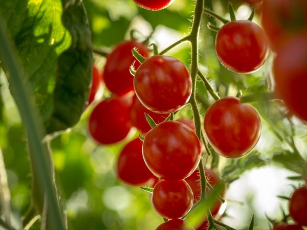 Paglalarawan ng Tomato Truffle