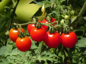 Tomato variety truffle red