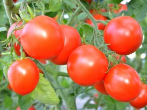 Engrais utiles pour les tomates en plein champ