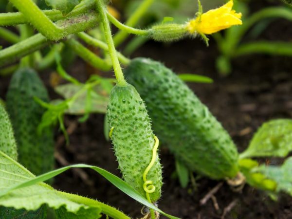 Paglalarawan ng pagkakaiba-iba ng mga pipino Totoong mga kaibigan