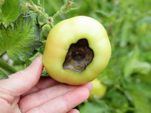 Lutte contre la pourriture des pics de tomates