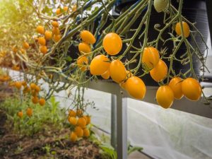 Description de la variété de tomate Cherry Yellow