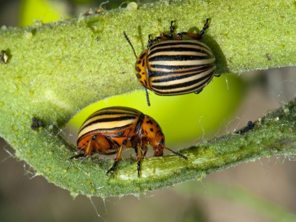 Ang mga patatas ng beetle ng patatas ng Colorado ay nakakasama sa mga halaman