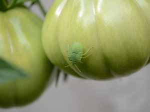 Pagkontrol ng peste ng punla ng kamatis