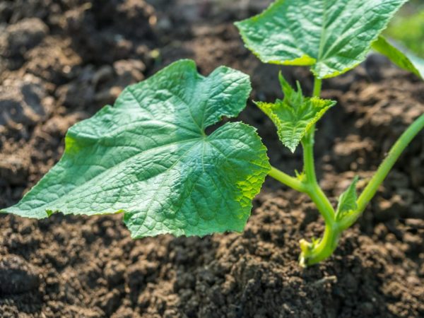 De bonnes conditions de température sont importantes pour la croissance