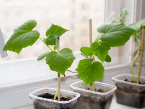 Ang paglilinang ng mga pipino sa taglamig sa windowsill