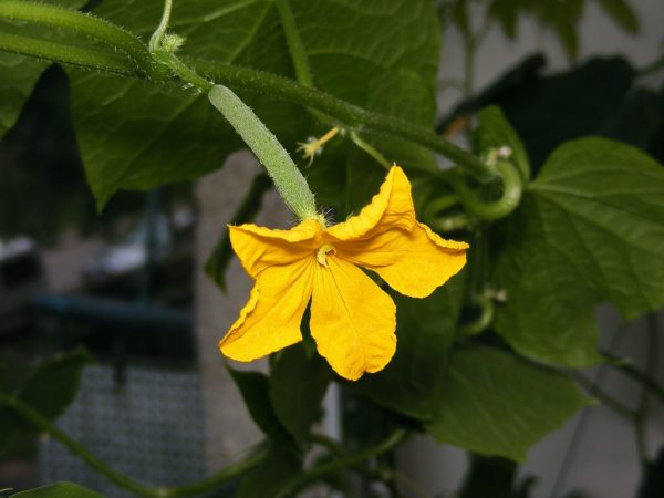 Vous pouvez fabriquer vous-même le sol pour les plantes