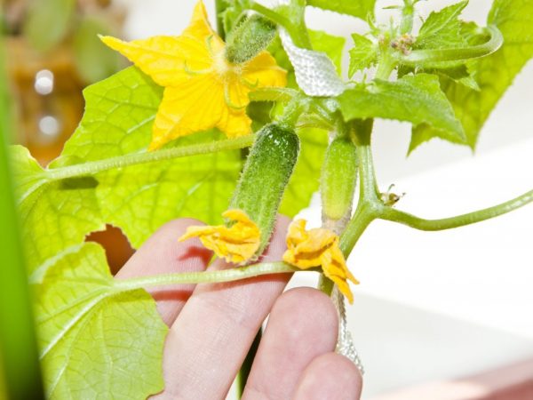 Le concombre a besoin d'être façonné