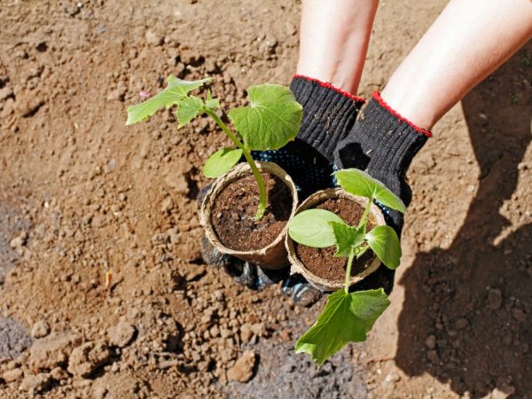 Le sol pour les semis doit être préparé