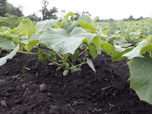 Mga panuntunan para sa lumalaking mga pipino sa bukas na bukid