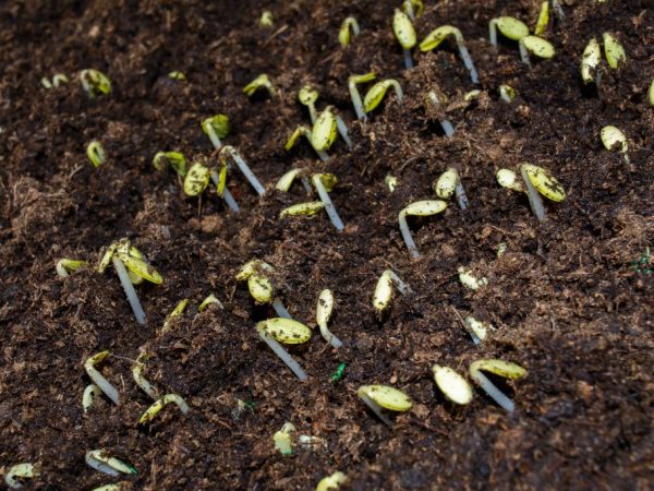 Il est nécessaire de semer les graines en pleine terre après toutes les gelées.