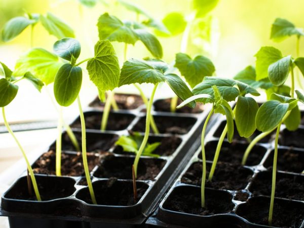 Le récipient en plastique pour la plantation nécessite un drainage