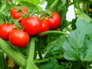 Caractéristique de l'explosion de la tomate