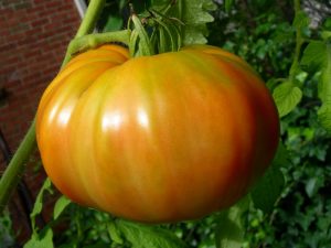 Description de la tomate crabe japonaise