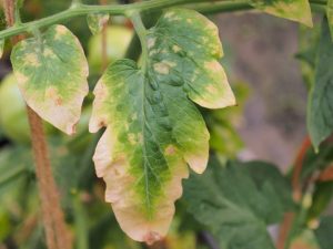 Les feuilles de tomates dans une serre sont malades et jaunissent