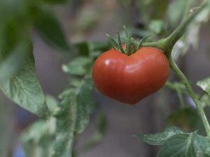 Jubilee tomato varieties tarasenko