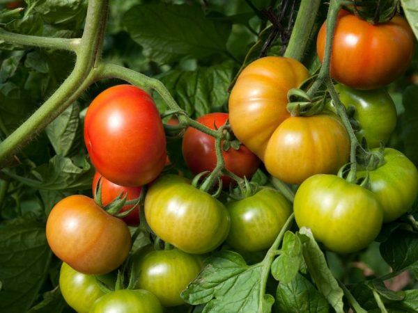 Caractéristiques de la variété de tomate Riddle of Nature