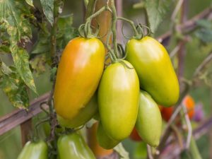 Mga katangian ng isang iba't ibang kamatis na Zolotaya Rybka