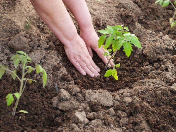 Ang mga seedling ay maaaring mabili o lumago nang mag-isa